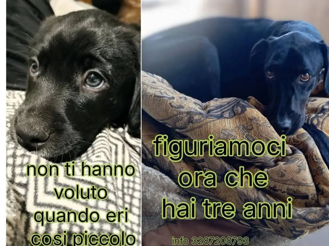 Adozione cane, maschio, Razza sconosciuta Razza sconosciuta, 2 anni e 11 mesi, taglia media, Latina