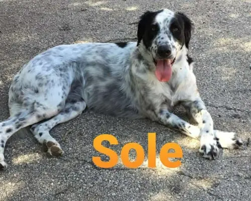 Vuoi adottare un cane a Milano?