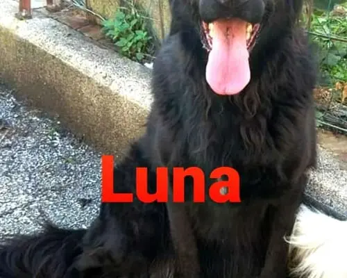 Adotta un cane, taglia grande, femmina, Milano
