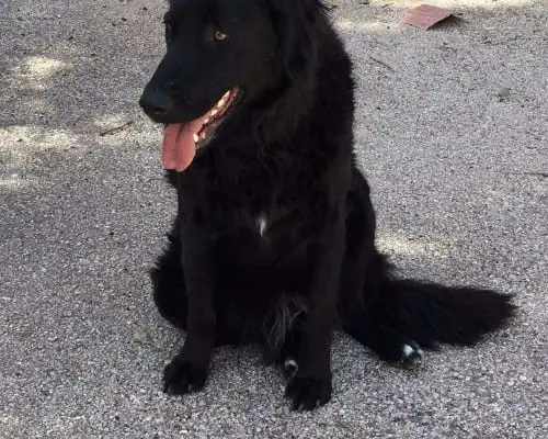 Adotta un cane, femmina, 10 anni e 8 mesi, Milano