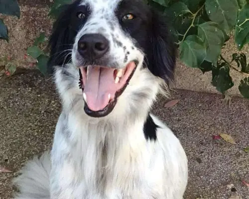 Adozione cane, femmina, Razza sconosciuta Razza sconosciuta, 10 anni e 8 mesi, taglia grande, Milano