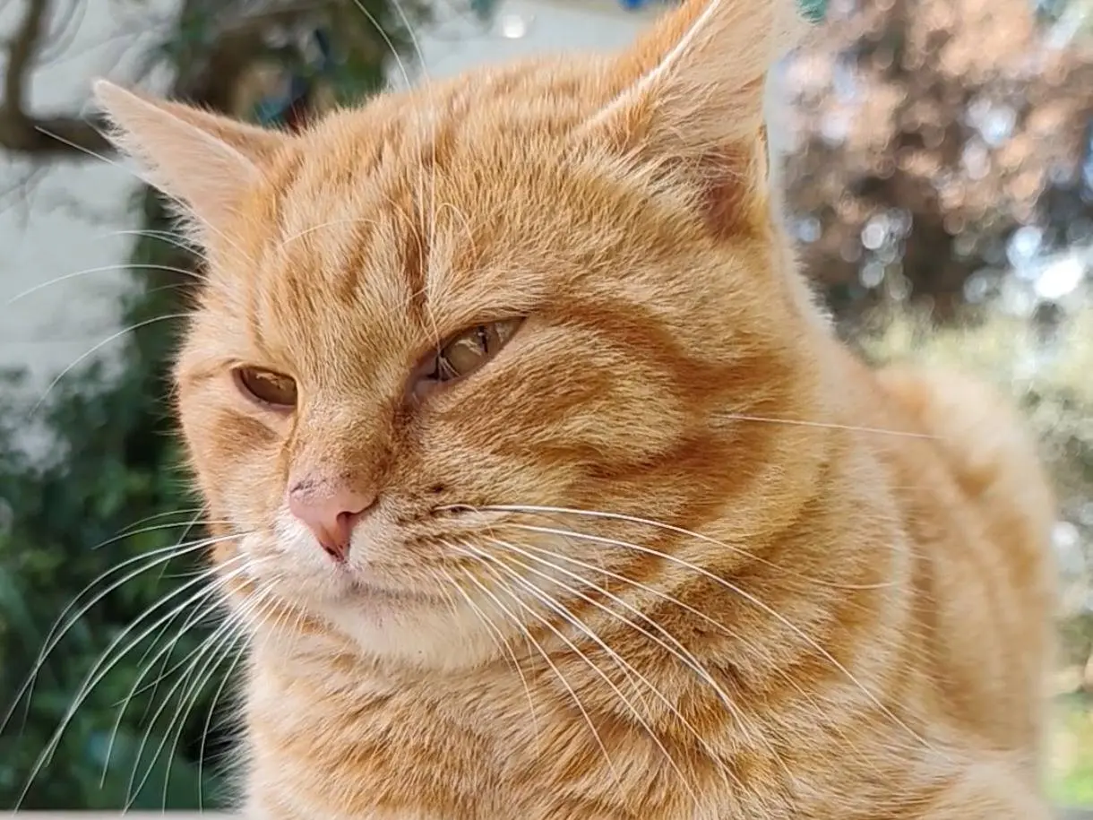 Adozione gatto, maschio, Razza sconosciuta Razza sconosciuta, 2 anni, taglia non valida, Taranto
