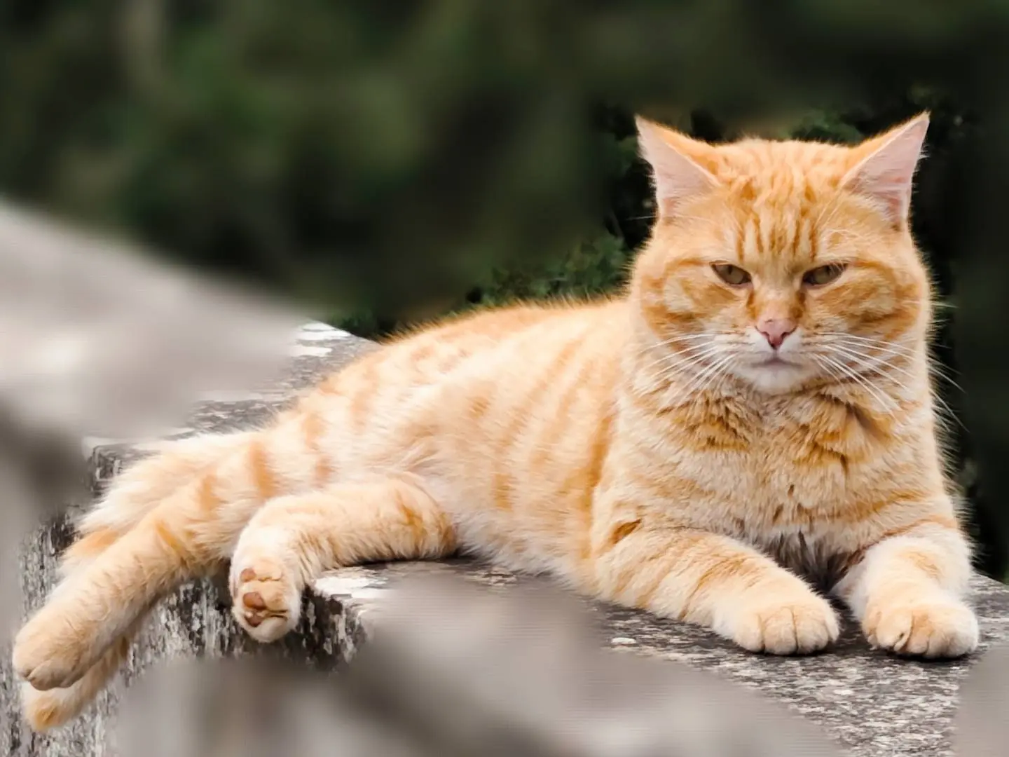 Vuoi adottare un gatto a Taranto?