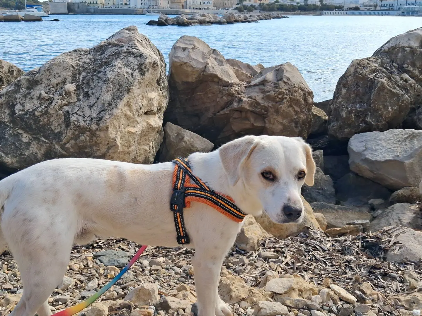 Adotta il cane Ulisse a Lecce