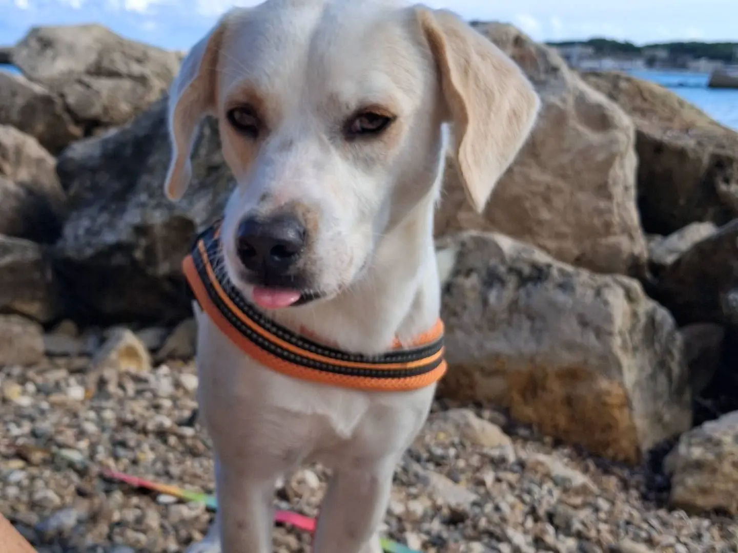 Adotta un cane, taglia media contenuta, maschio, Lecce