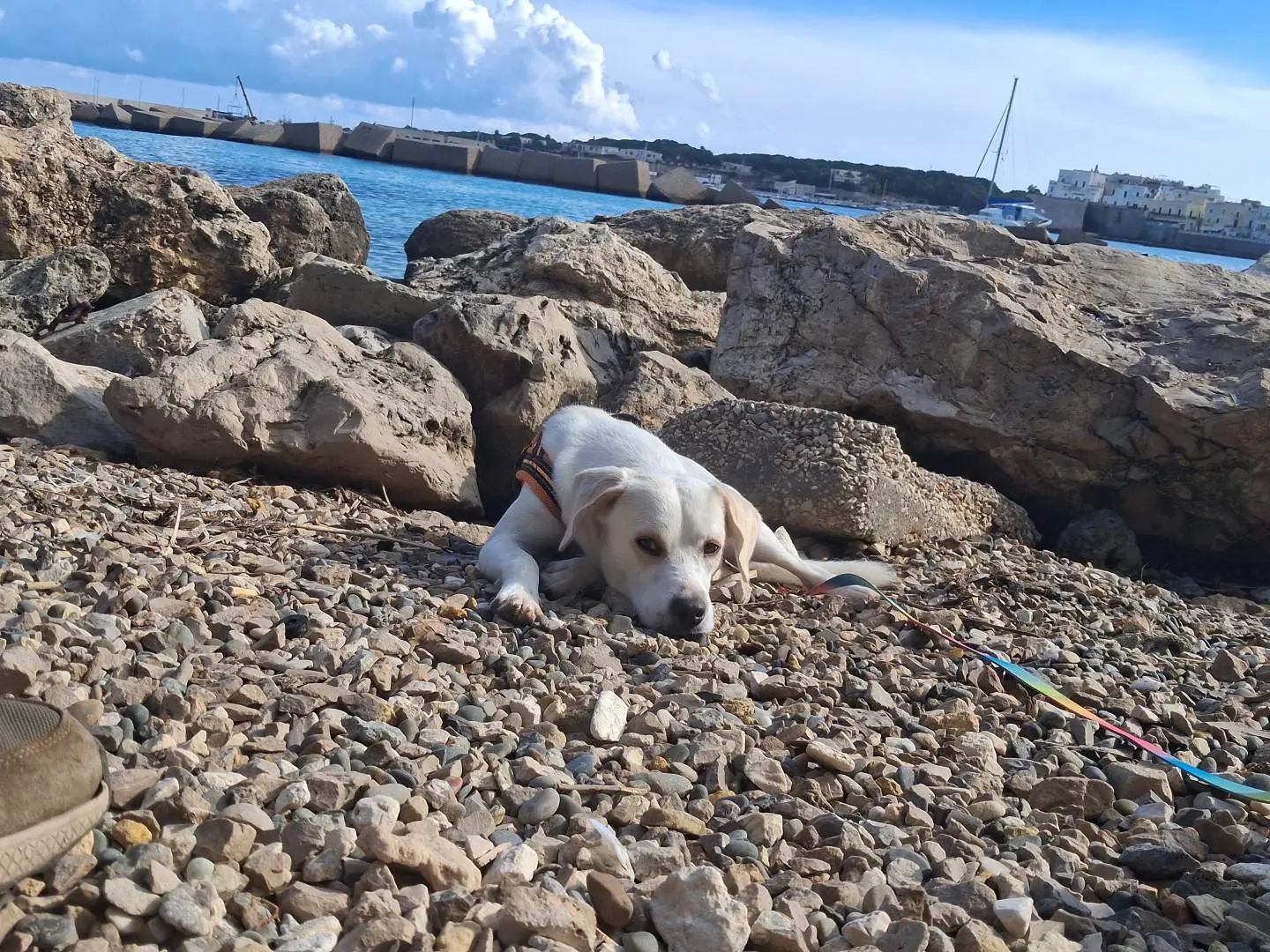 Vuoi adottare un cane a Lecce?