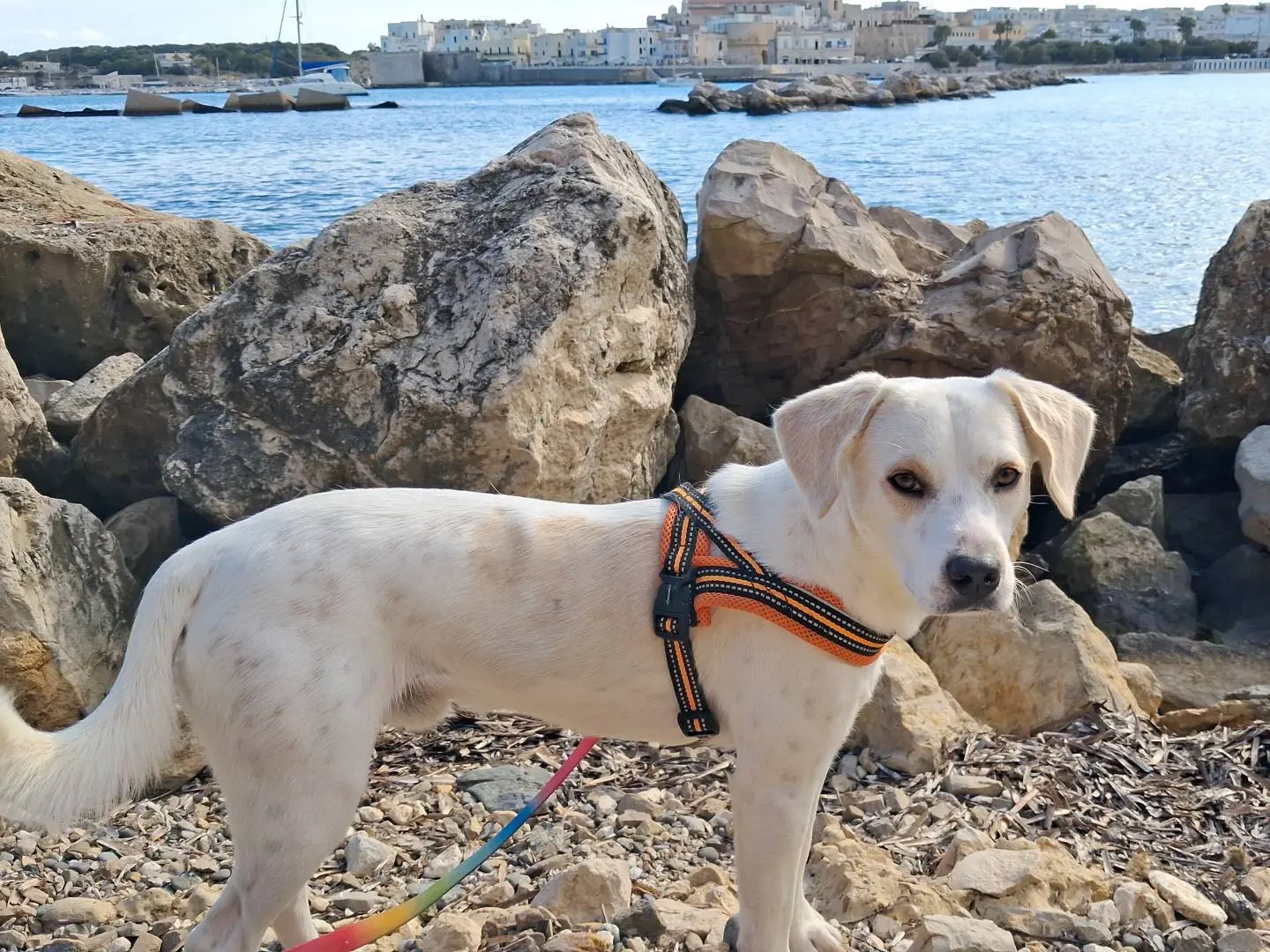 Adozione cane, maschio, Razza sconosciuta Razza sconosciuta, 11 mesi, taglia media contenuta, Lecce
