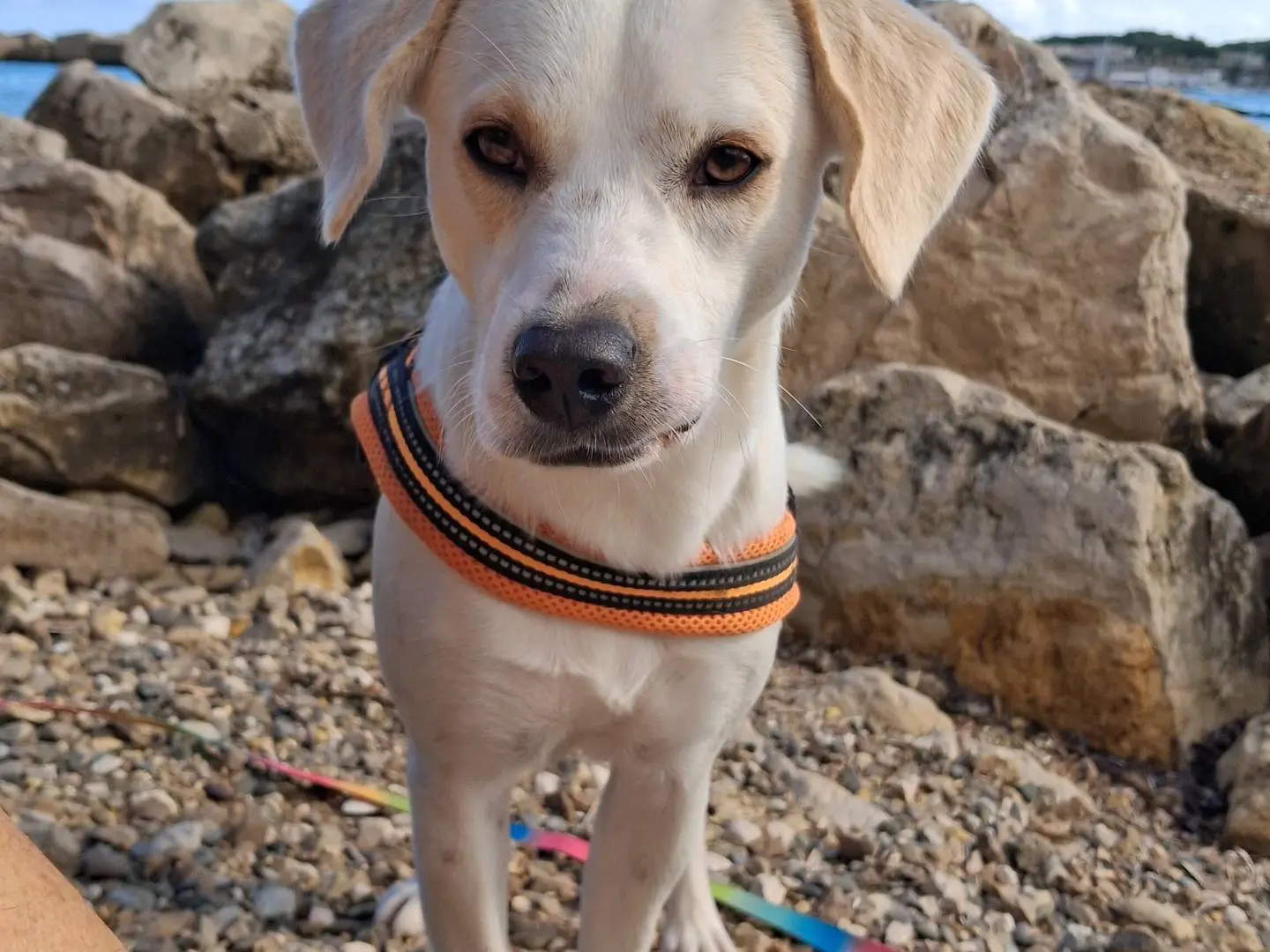 Adotta un cane, maschio, 11 mesi, Lecce