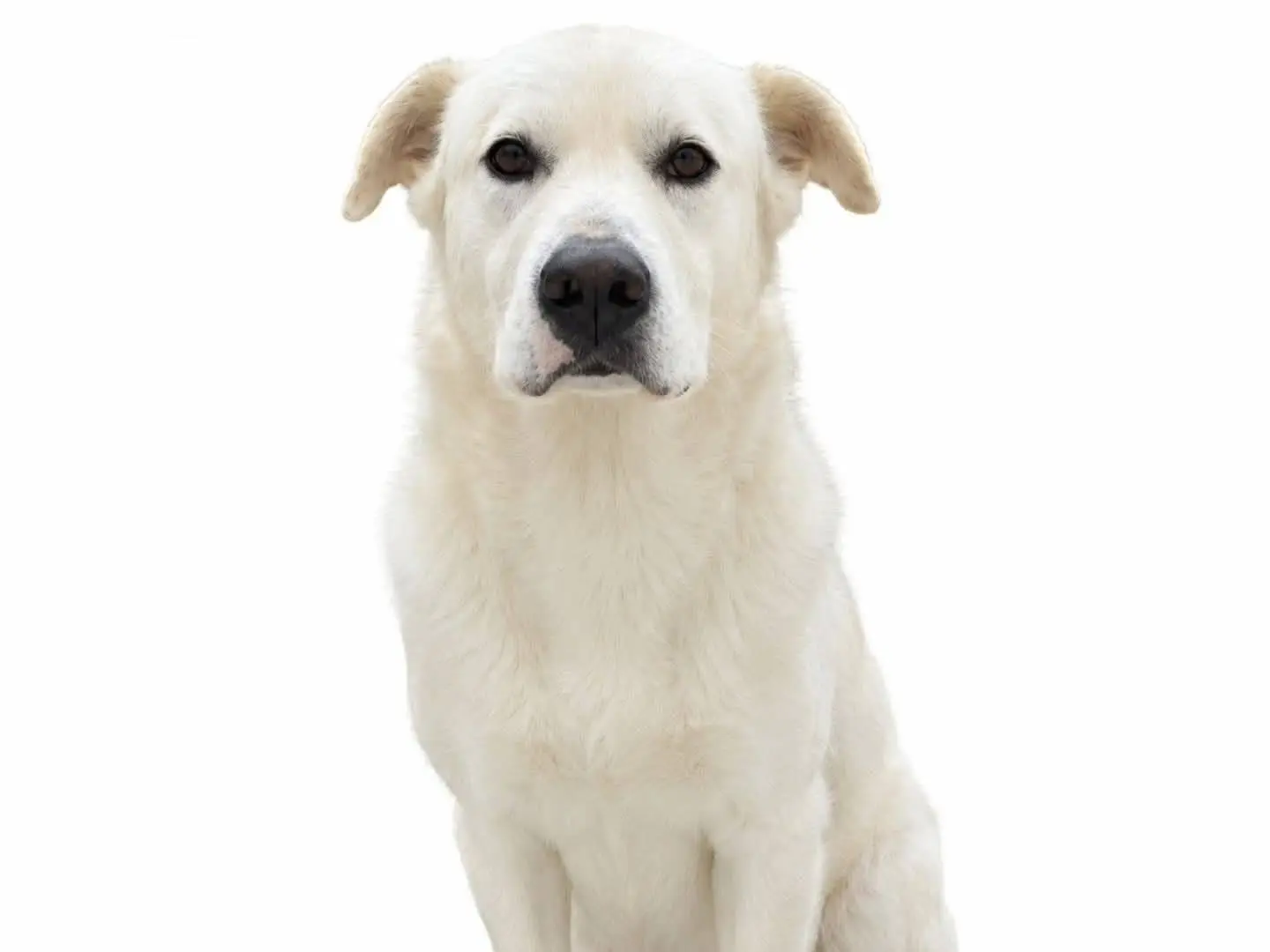 Adozione cane, maschio, Labrador Retriever Razza sconosciuta, 4 anni e 3 mesi, taglia grande, Torino