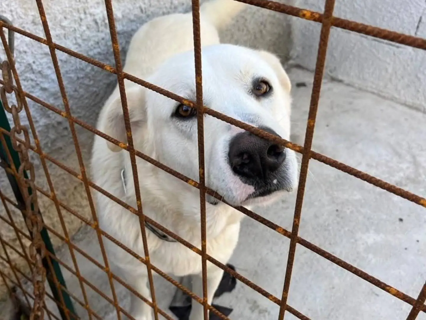 Adotta un cane, maschio, 4 anni e 3 mesi, Torino