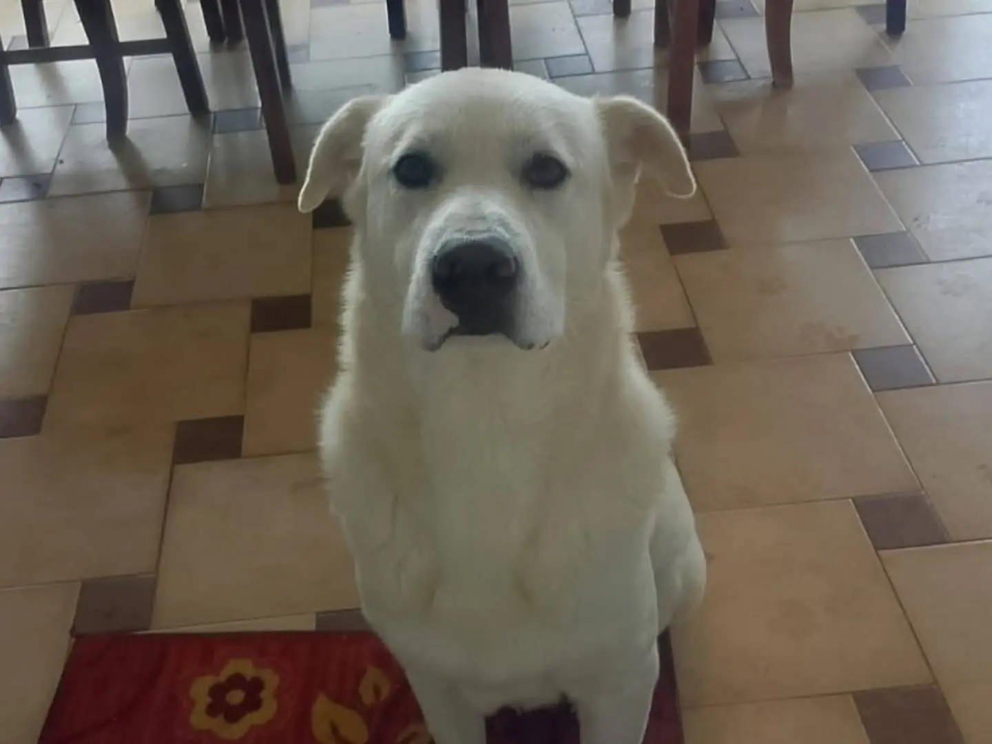 Adotta un cane, taglia grande, maschio, Torino