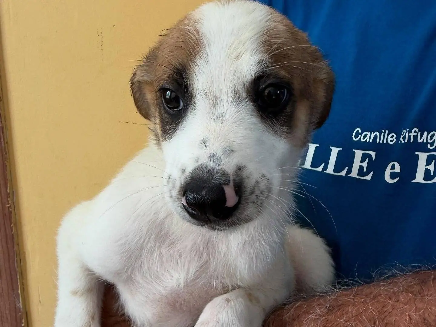 Adotta un cane, maschio, 1 anno e 6 mesi, Matera