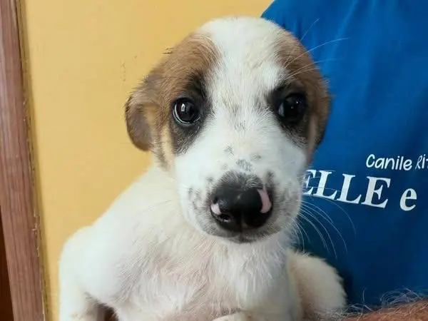 Adozione cane, maschio, Razza sconosciuta Razza sconosciuta, 1 anno e 6 mesi, taglia media, Matera