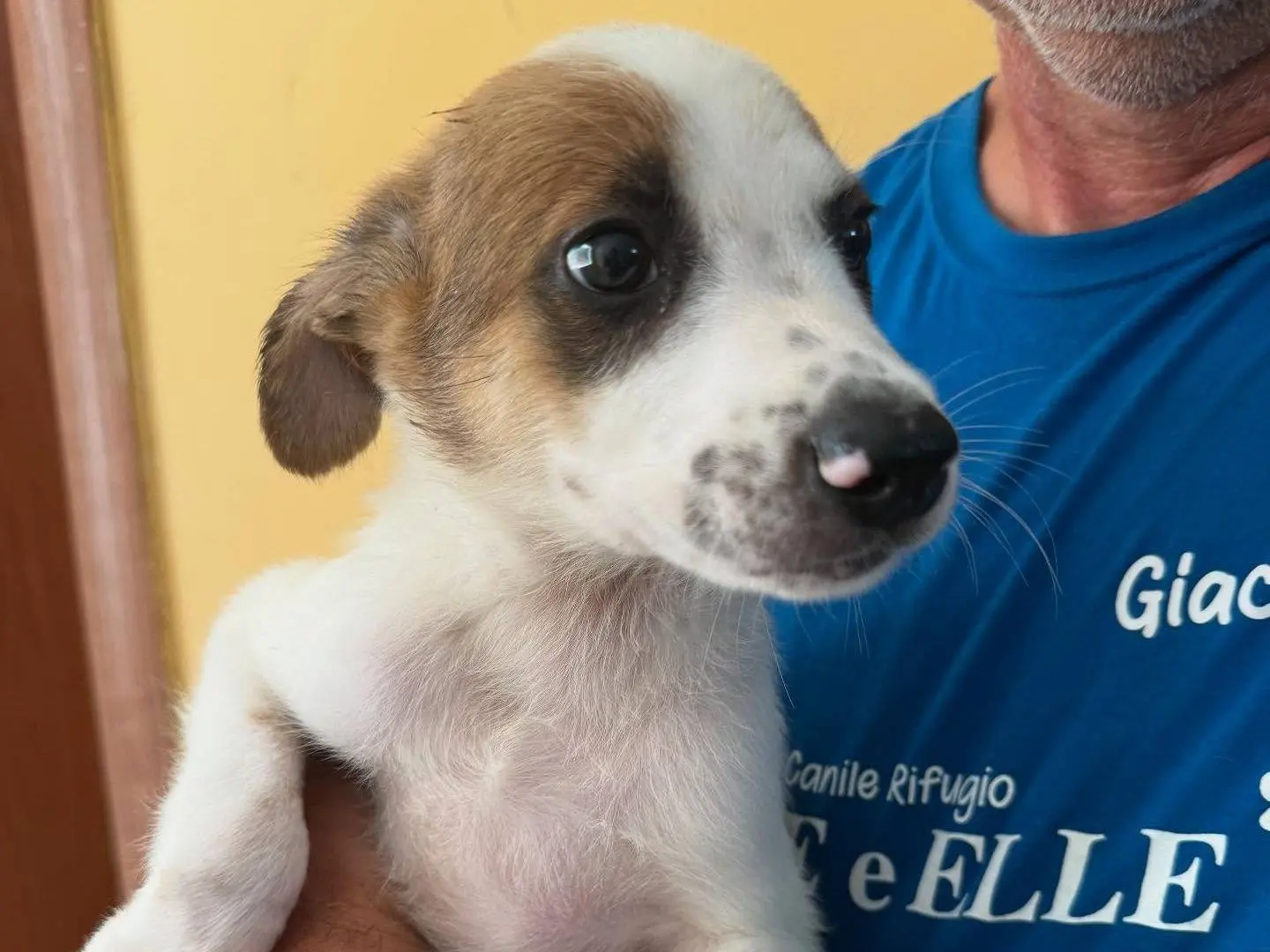 Vuoi adottare un cane a Matera?