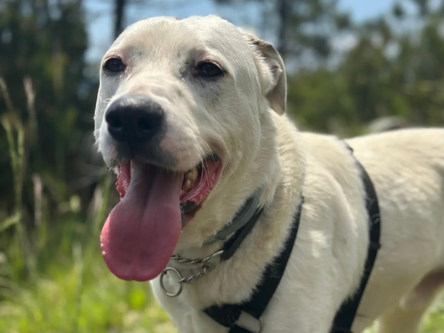 Adotta un cane, maschio, 4 anni e 7 mesi, Genova