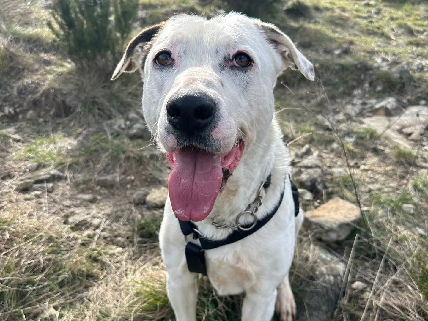 Adozione cane, maschio, Razza sconosciuta Razza sconosciuta, 4 anni e 7 mesi, taglia grande, Genova
