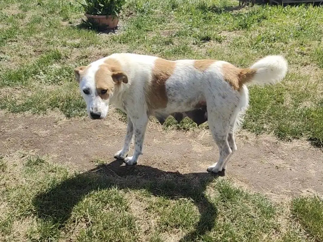 Adotta il cane Asia a Vibo
