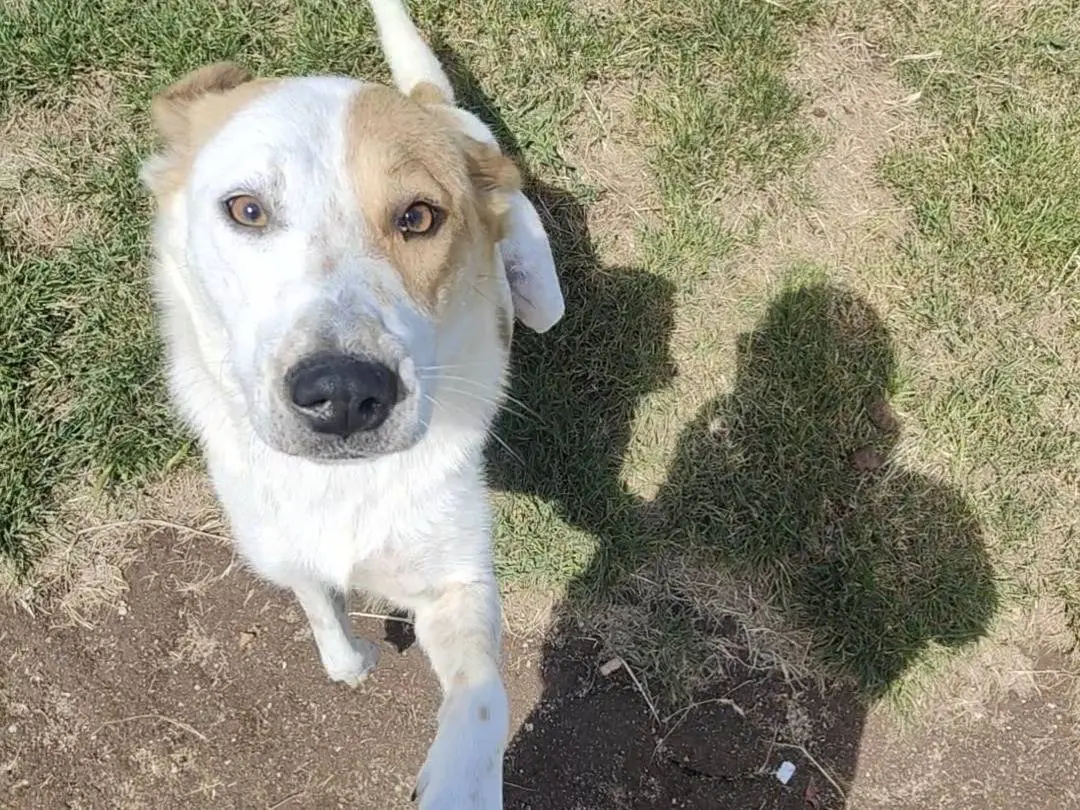 Adotta un cane, femmina, 1 anno e 5 mesi, Vibo