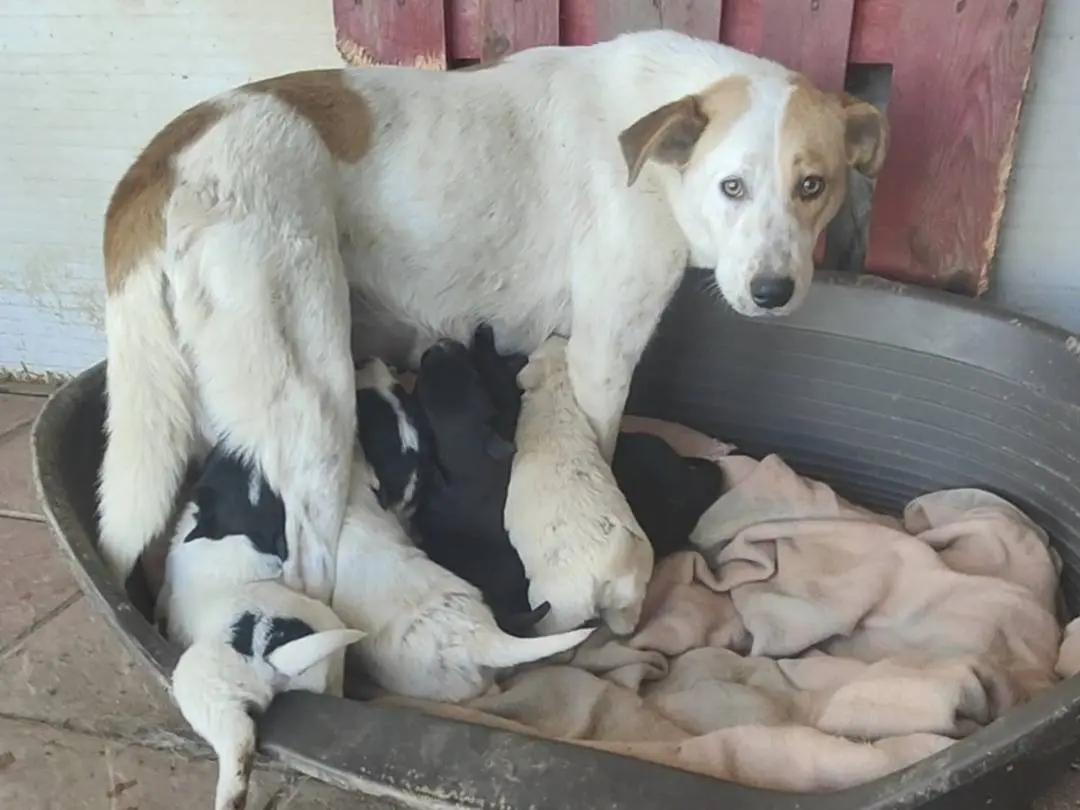 Adozione cane, femmina, Razza sconosciuta Razza sconosciuta, 1 anno e 5 mesi, taglia media, Vibo