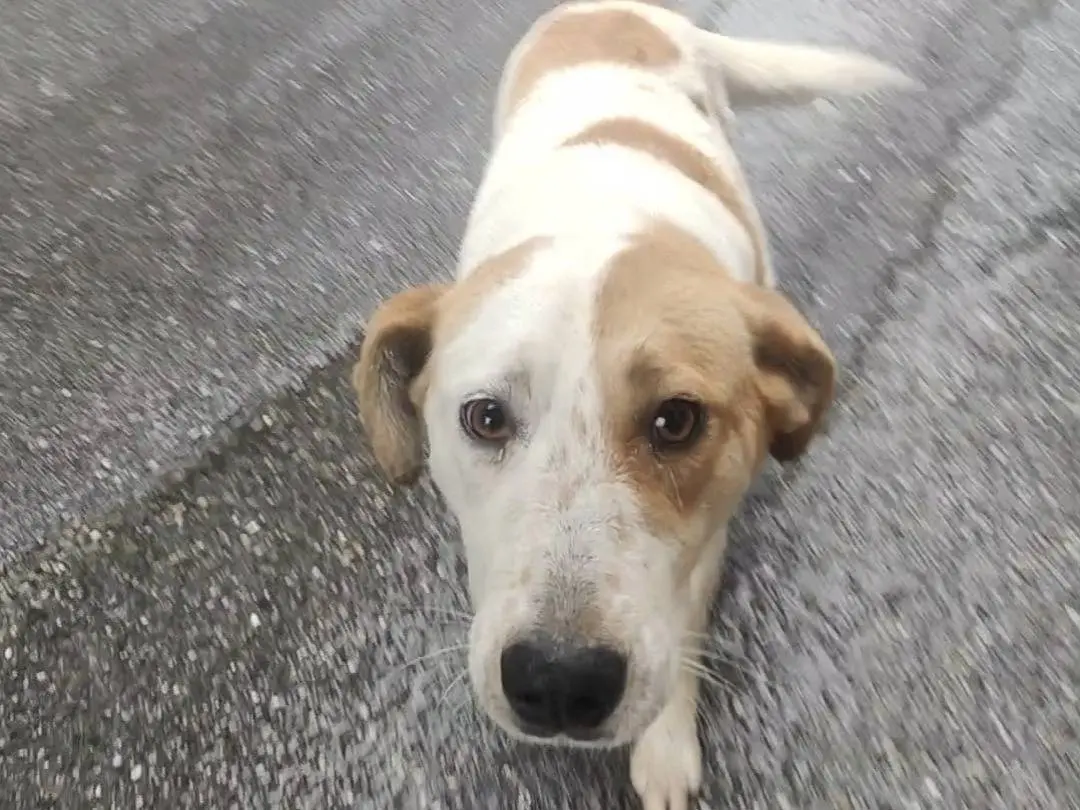 Vuoi adottare un cane a Vibo?