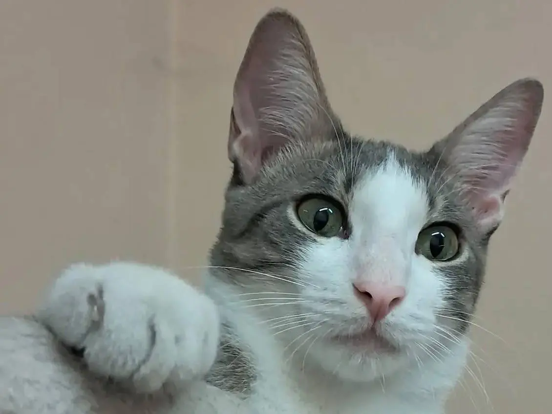 Adozione gatto, maschio, Razza sconosciuta Razza sconosciuta, 2 anni e 2 mesi, taglia non valida, Novara