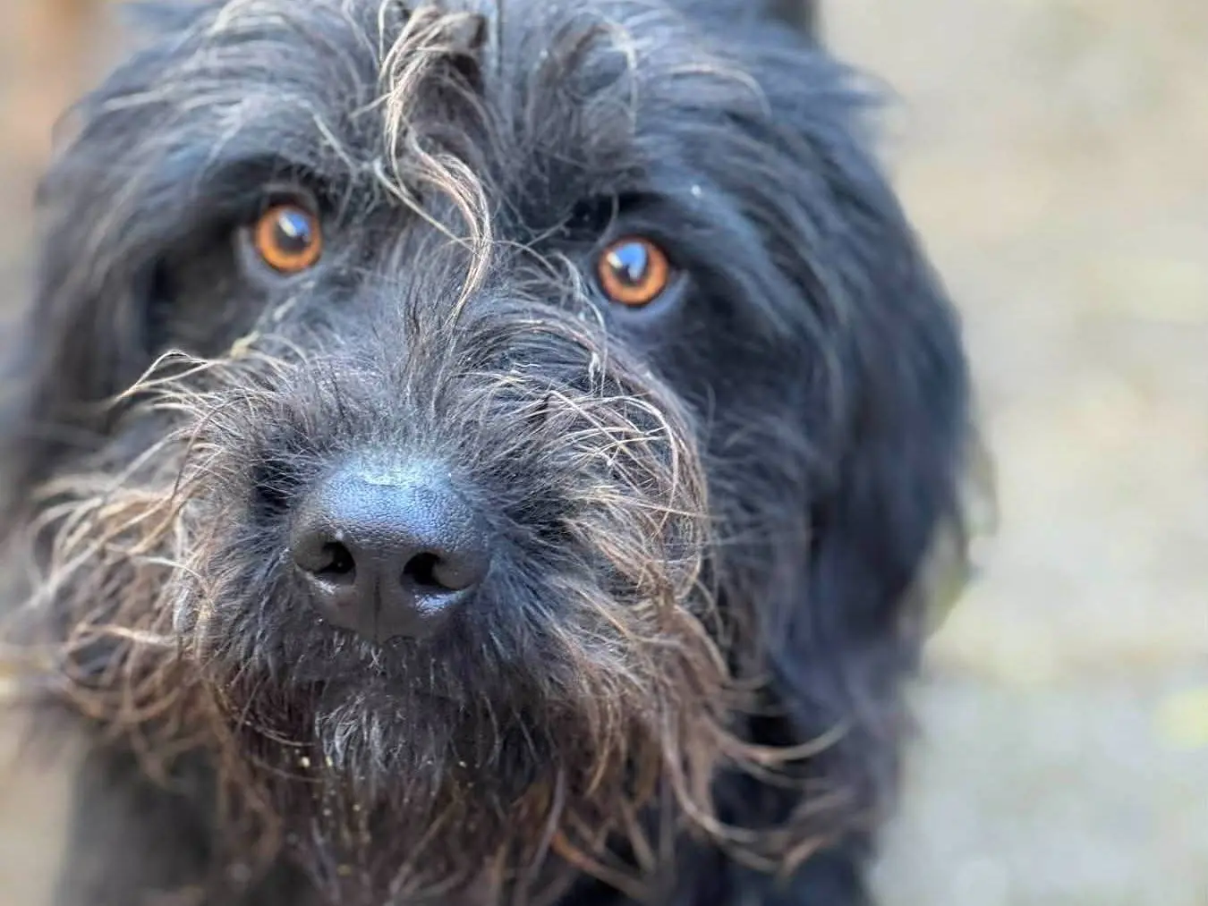 Adotta un cane, taglia media contenuta, femmina, Firenze