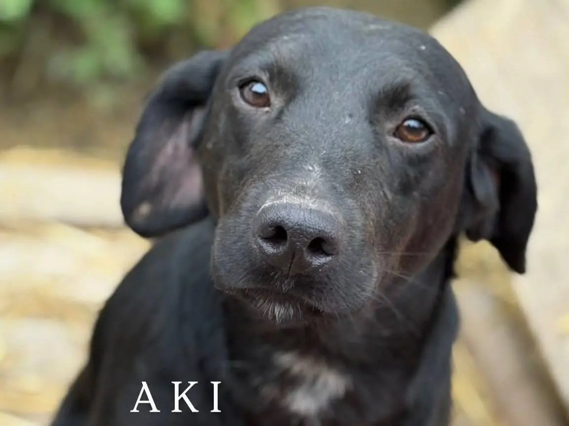 Adozione cane, femmina, Razza sconosciuta Razza sconosciuta, 2 anni e 7 mesi, taglia media contenuta, Firenze