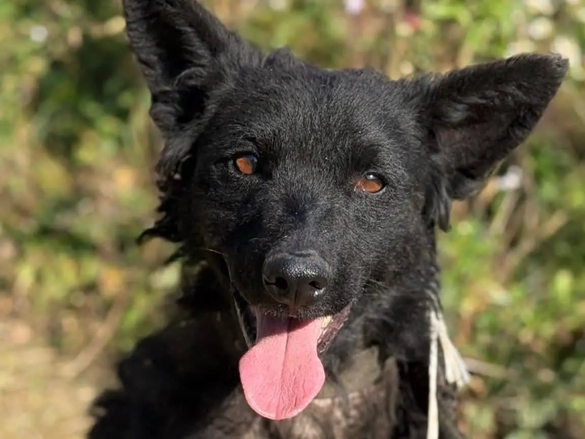 Adotta un cane, femmina, 2 anni e 7 mesi, Firenze