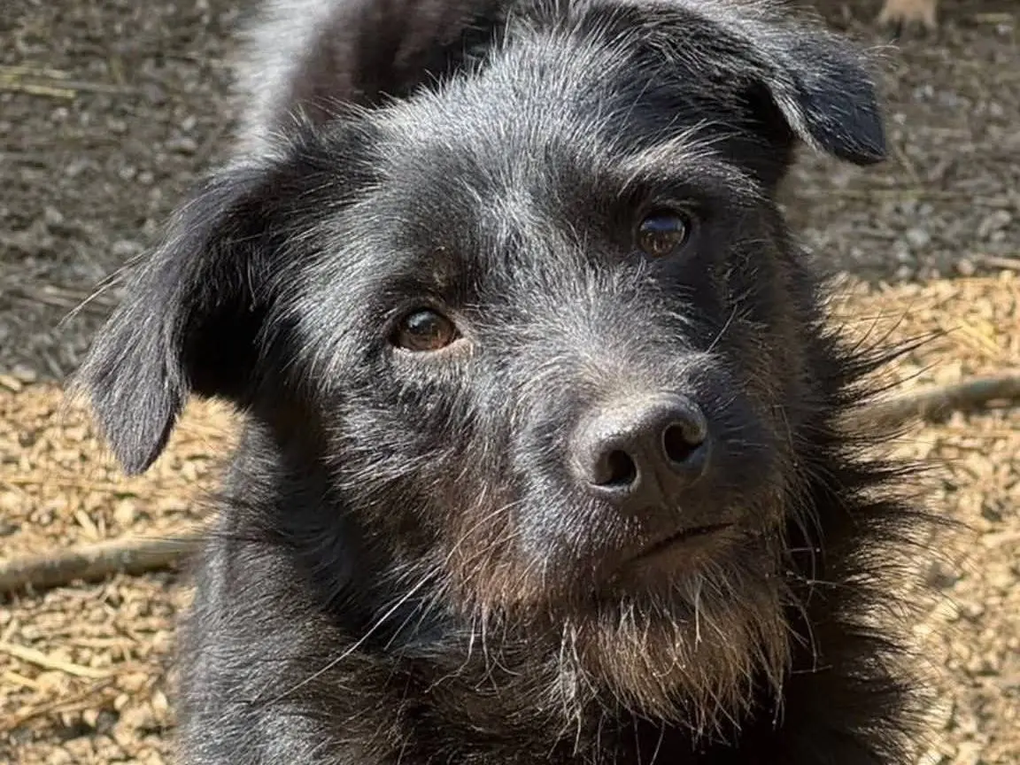 Vuoi adottare un cane a Firenze?