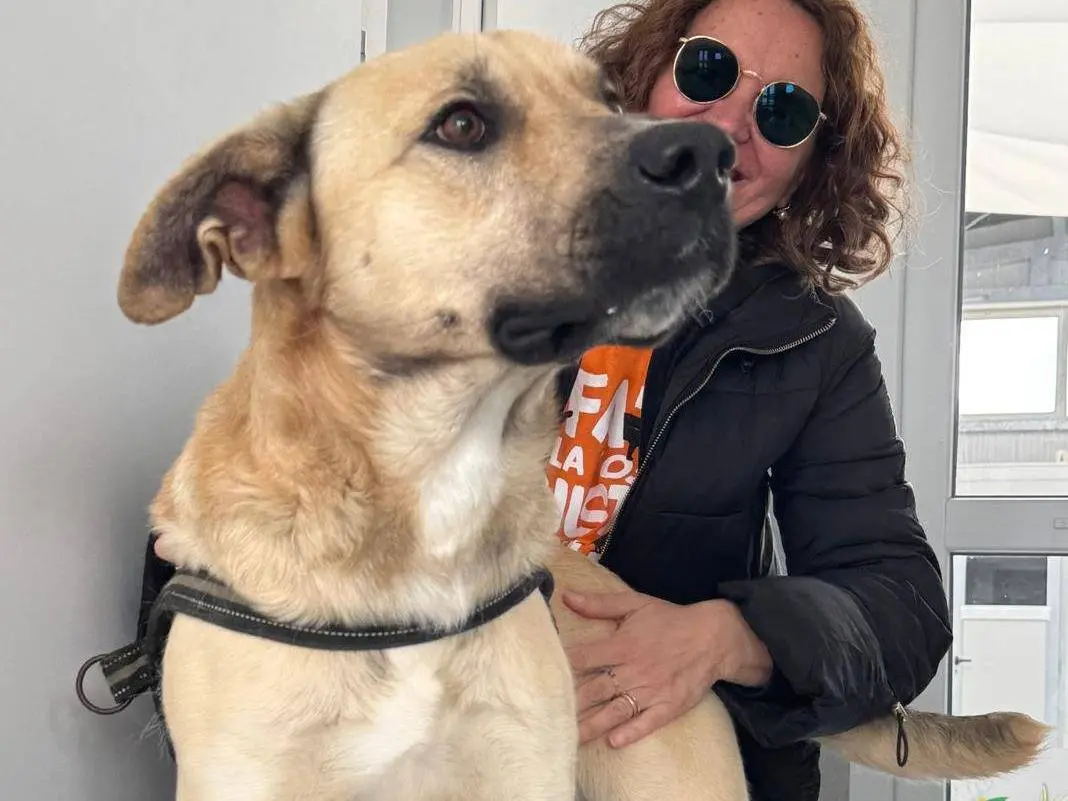 Adotta un cane, taglia grande, maschio, Ragusa