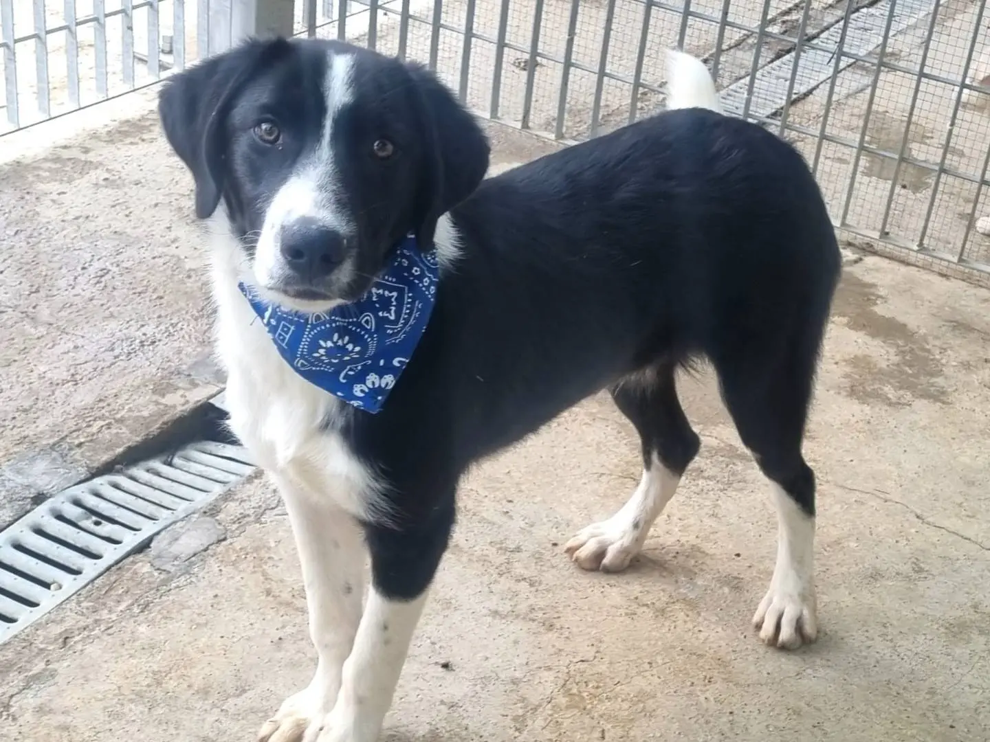 Adotta un cane, maschio, 1 anno e 1 mese, Taranto