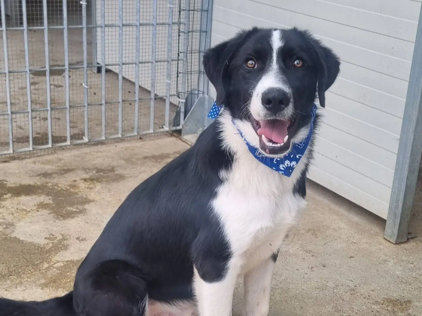 Adozione cane, maschio, Razza sconosciuta Razza sconosciuta, 1 anno e 1 mese, taglia grande, Taranto