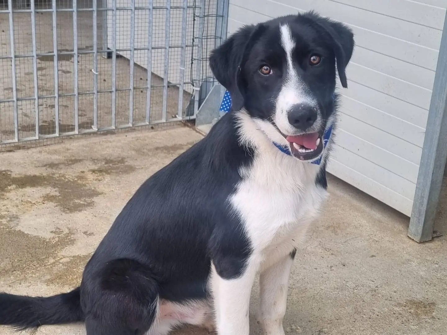 Adotta il cane Silvestro a Taranto