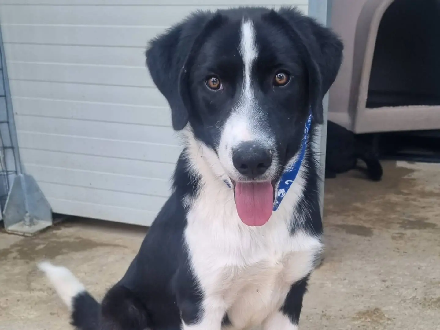 Vuoi adottare un cane a Taranto?