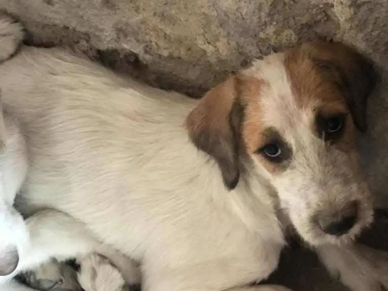 Adotta un cane, taglia media, maschio, Agrigento