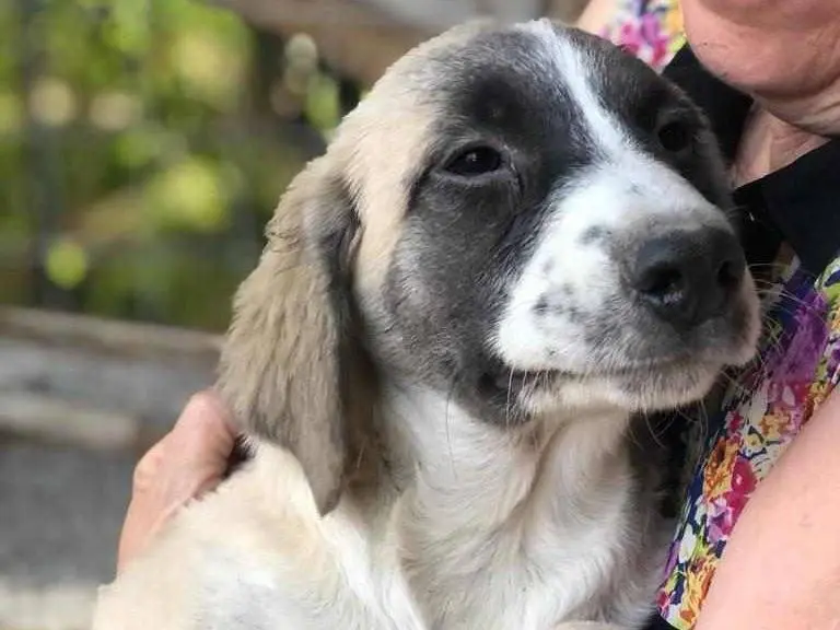 Adotta un cane, maschio, 3 anni e 4 mesi, Agrigento
