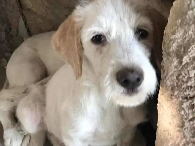 Adotta il cane dolci cuccioli a Agrigento