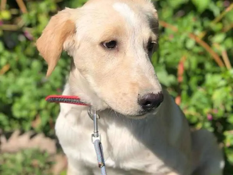 Adozione cane, maschio, meticcio, 3 anni e 4 mesi, taglia media, Agrigento