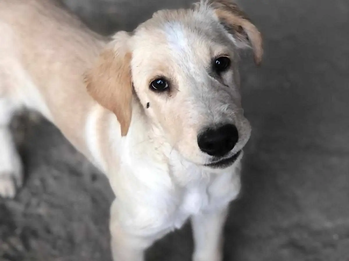 Vuoi adottare un cane a Agrigento?