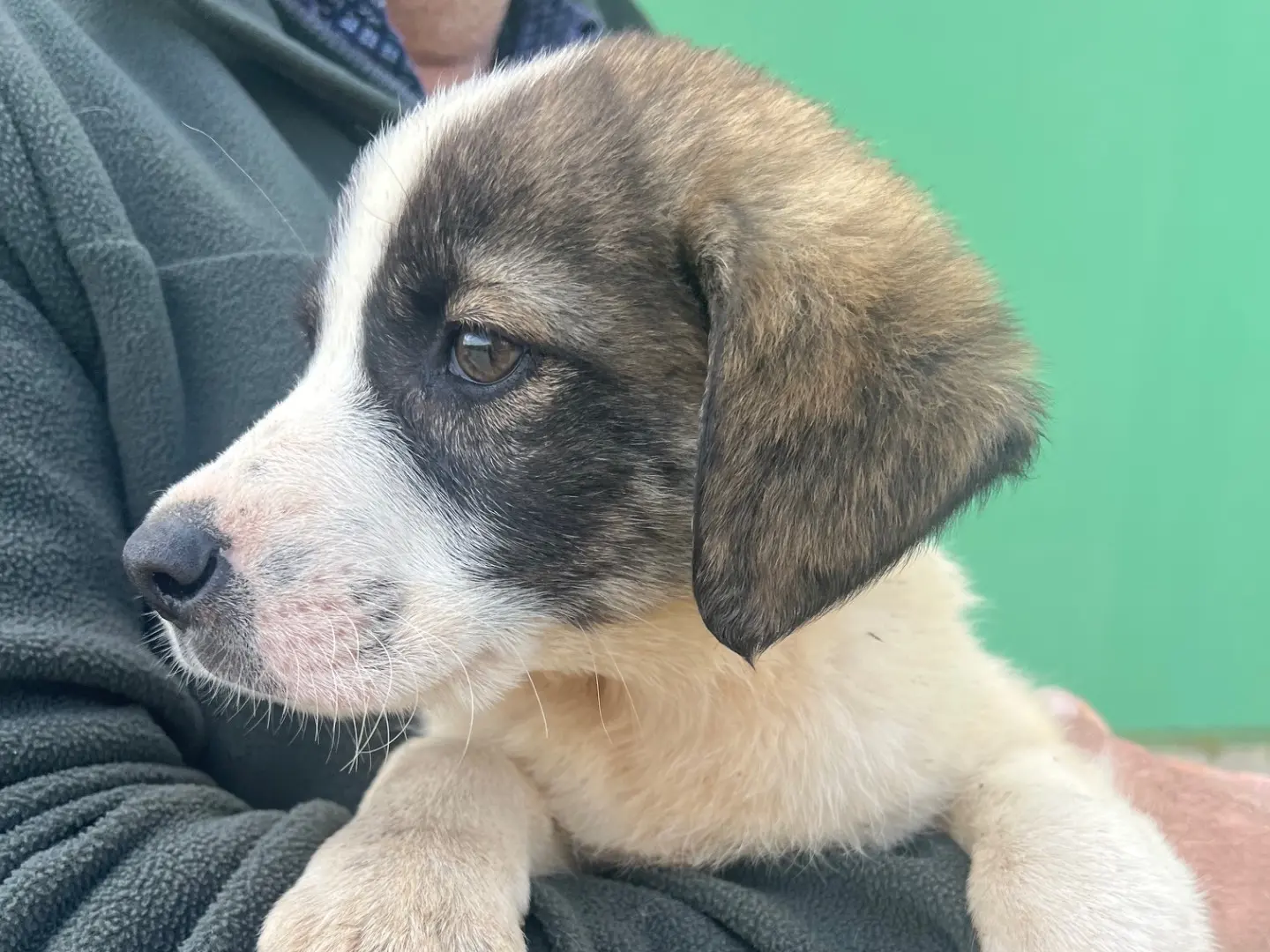 Adotta un cane, maschio, 1 anno e 9 mesi, Matera