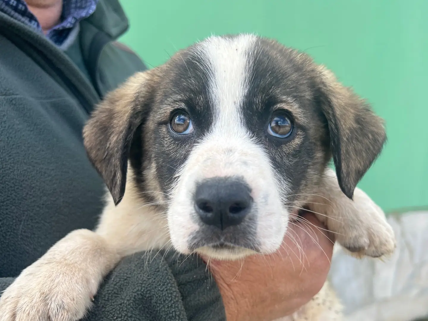 Adozione cane, maschio, Razza sconosciuta Razza sconosciuta, 1 anno e 9 mesi, taglia media, Matera