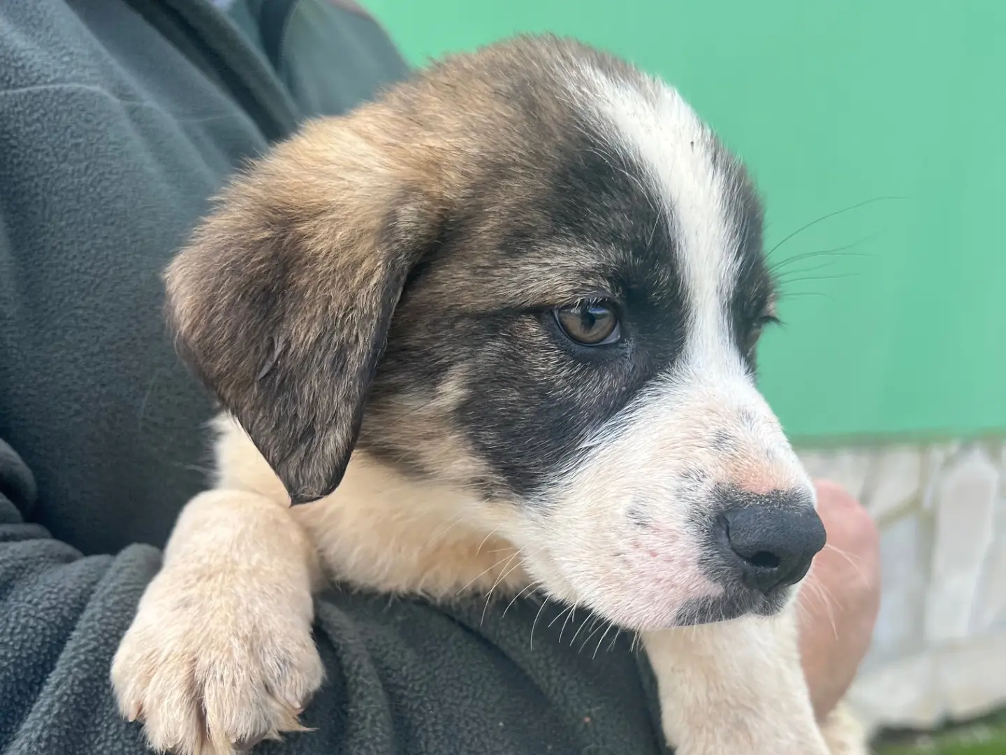 Vuoi adottare un cane a Matera?