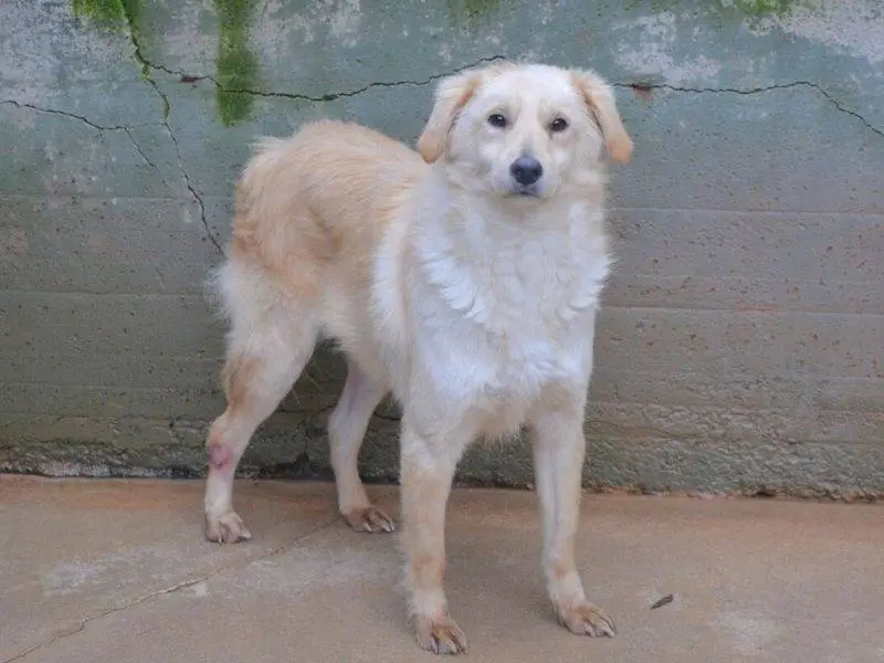 Vuoi adottare un cane a Frosinone?