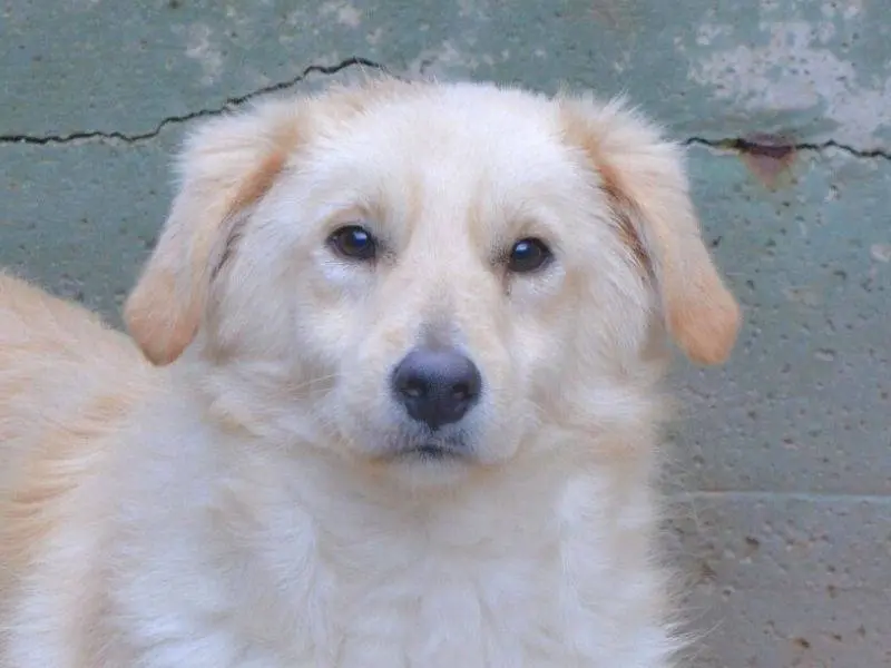 Adozione cane, maschio, Razza sconosciuta Razza sconosciuta, 3 anni e 3 mesi, taglia media contenuta, Frosinone