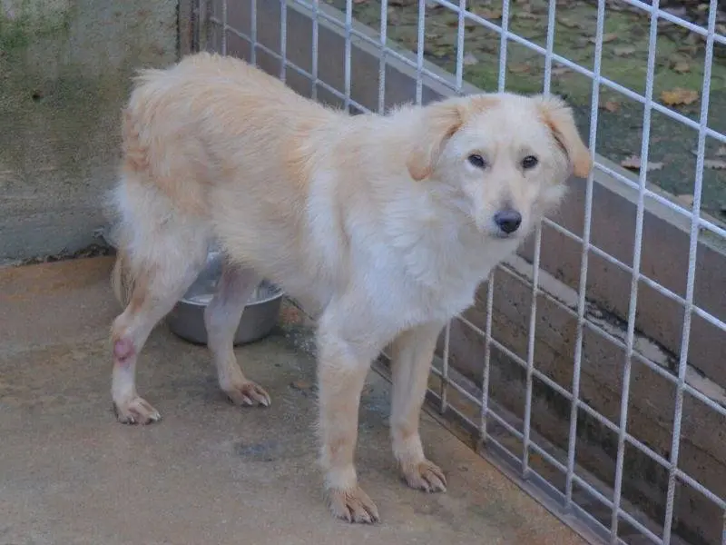 Adotta un cane, taglia media contenuta, maschio, Frosinone