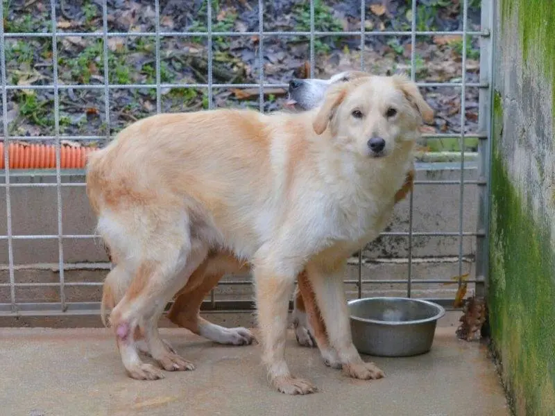 Adotta un cane, maschio, 3 anni e 3 mesi, Frosinone