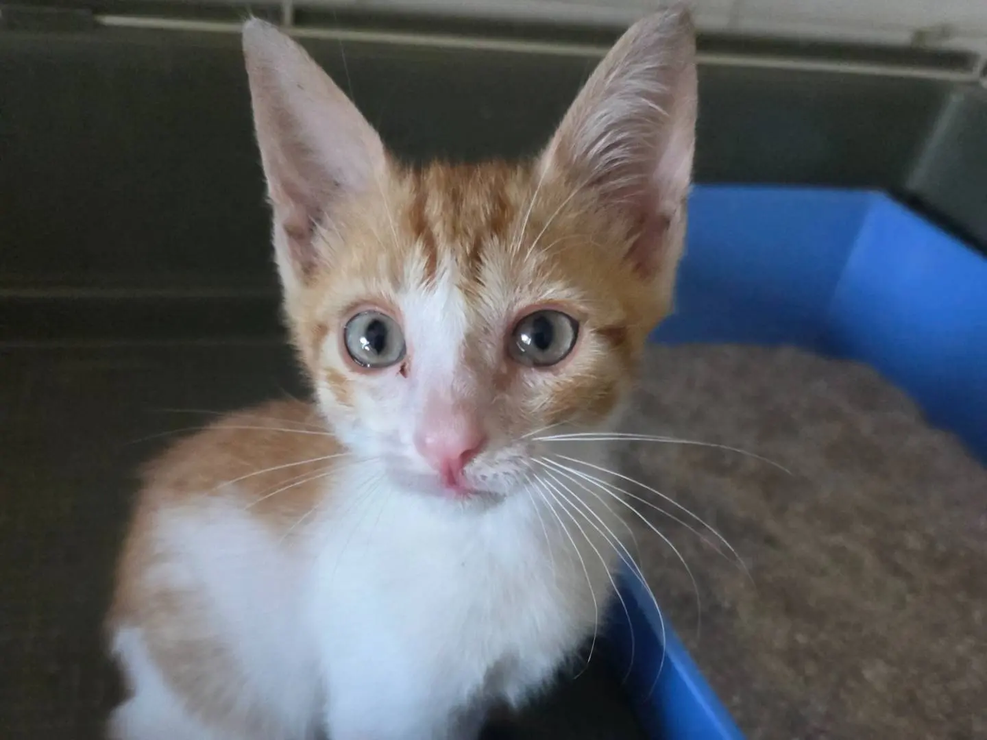 Adotta il gatto MIRKO a Parma