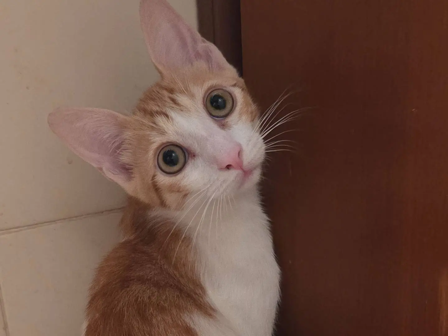 Adozione gatto, maschio, Razza sconosciuta Razza sconosciuta, 6 mesi, taglia non valida, Parma