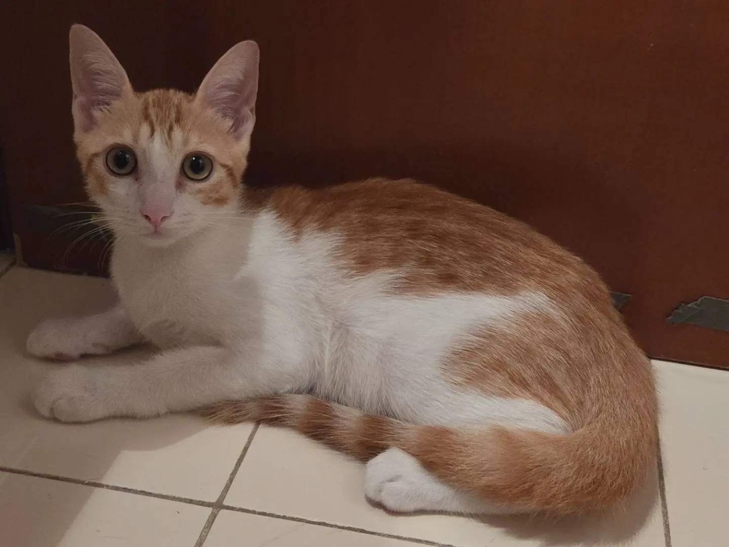 Adotta un gatto, maschio, 6 mesi, Parma