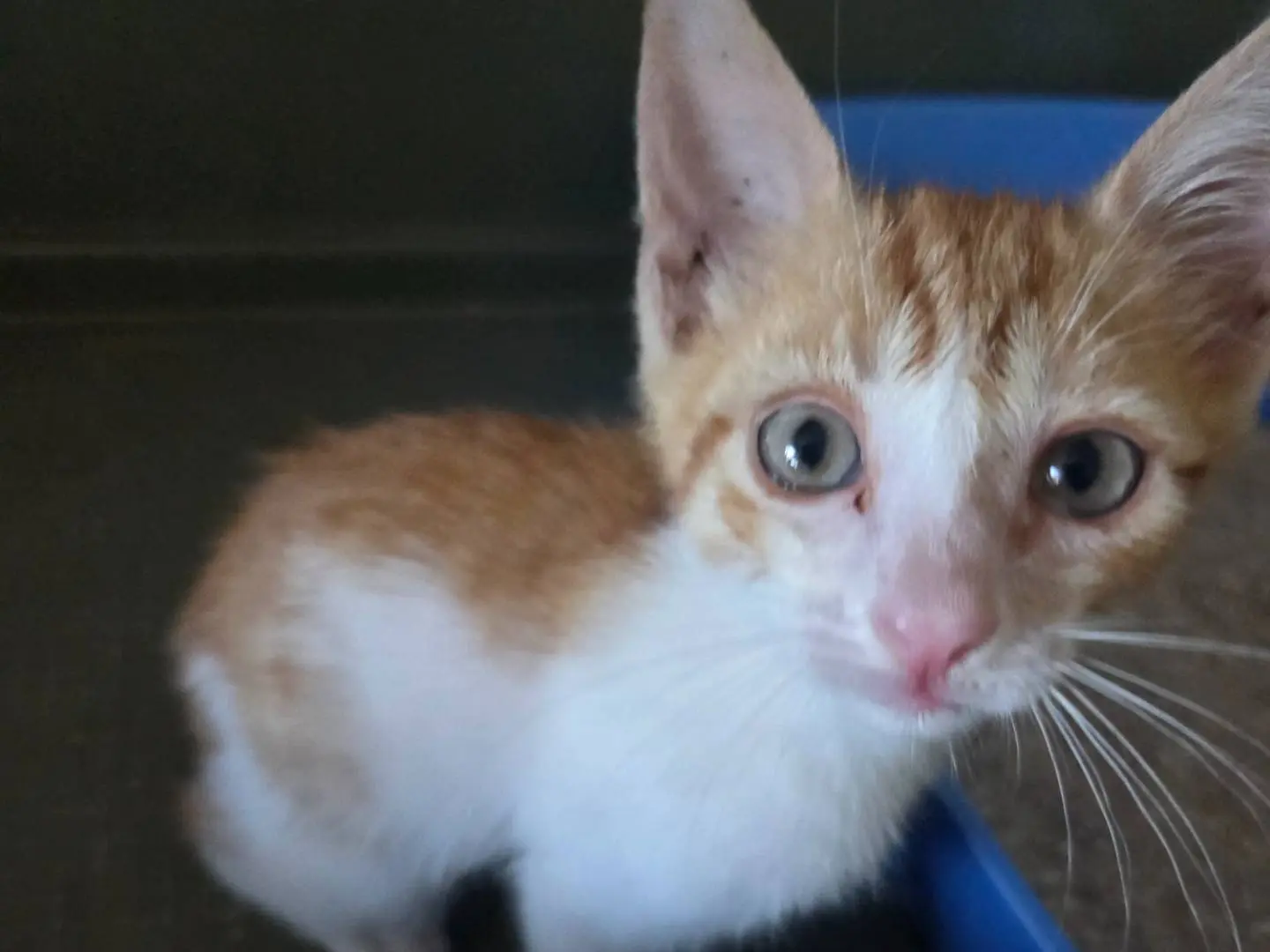 Vuoi adottare un gatto a Parma?